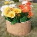 Цветник КАНЬОН купить в Югорске